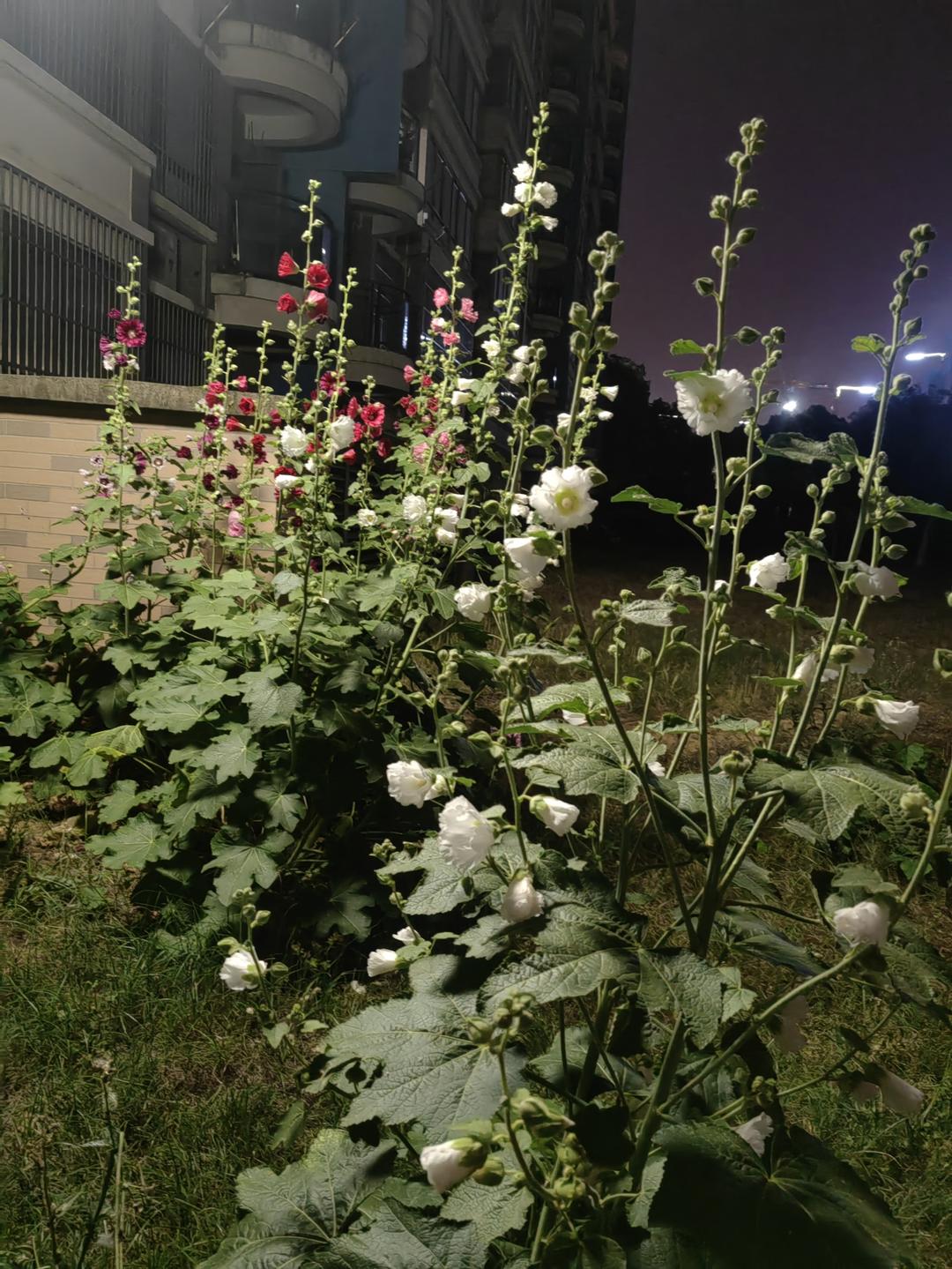 牛脸牛肉或其他内脏适用（重口）