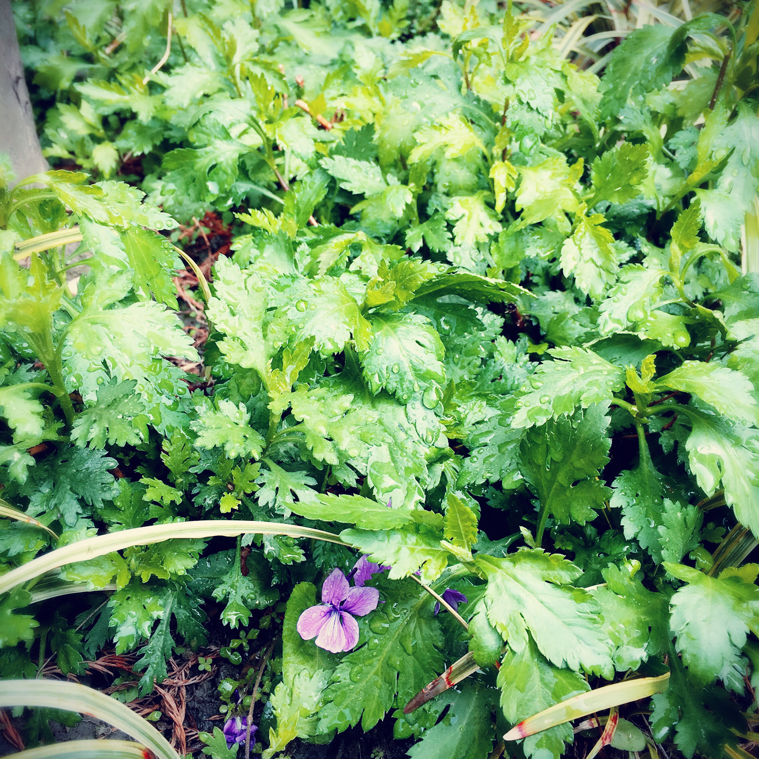 清香菊花脑蛋羹