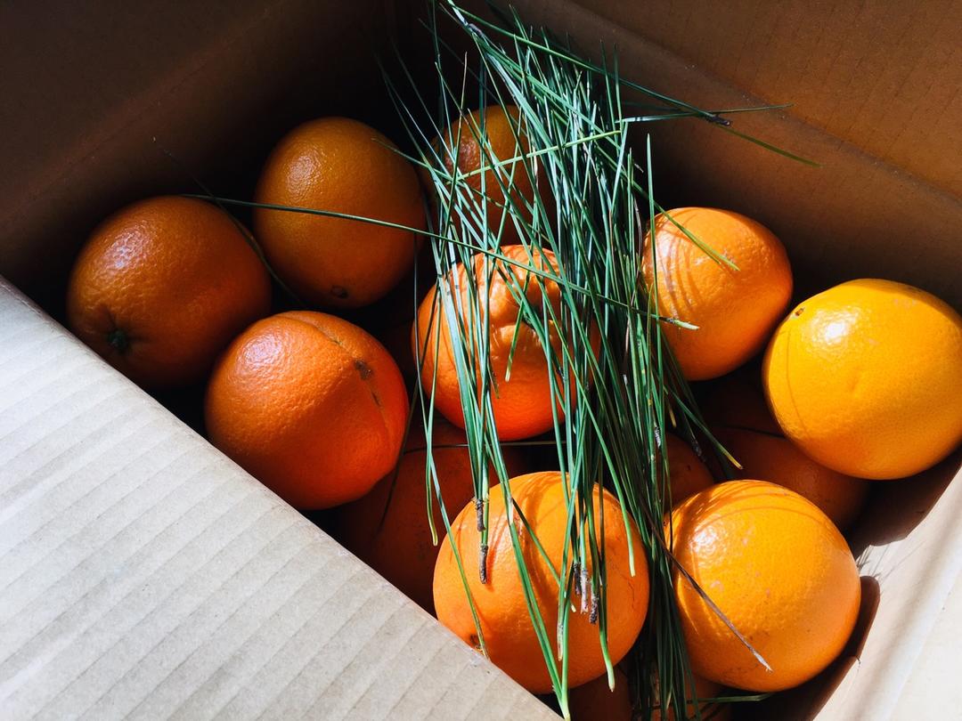 小叶子穿花裤的日常