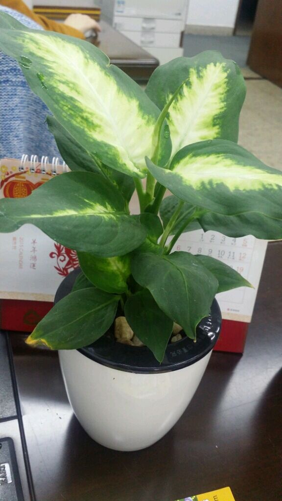 我们的厨房后花园