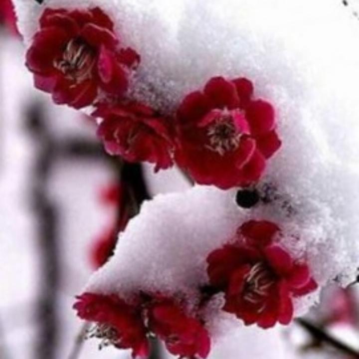 云雪2019