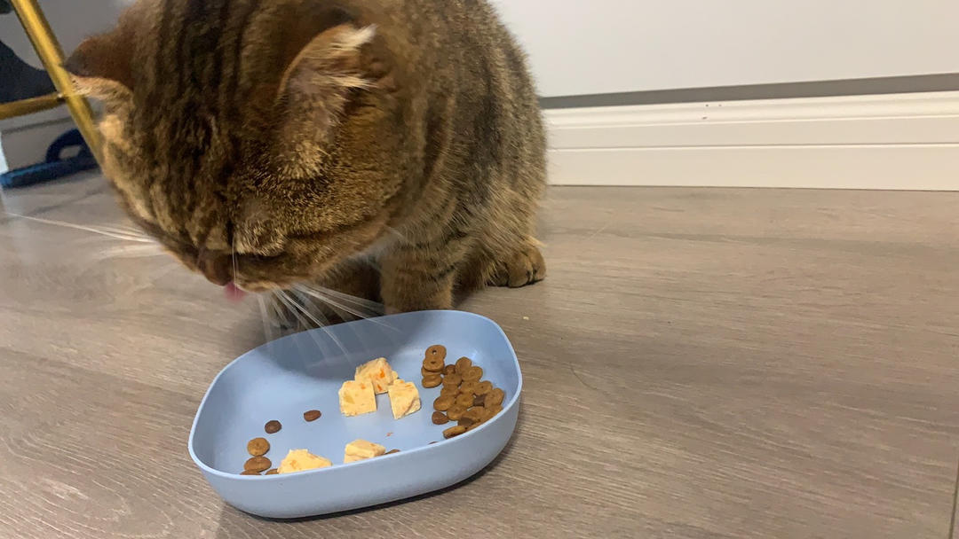 自制猫🐱粮收一只英短蓝猫，听说自制猫粮很不错，今天尝试一下，没想到猫咪很爱吃