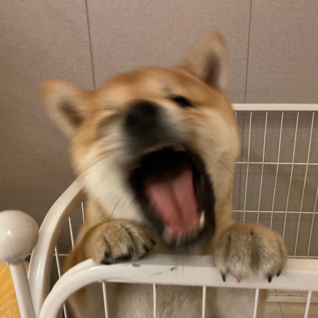不是小猕