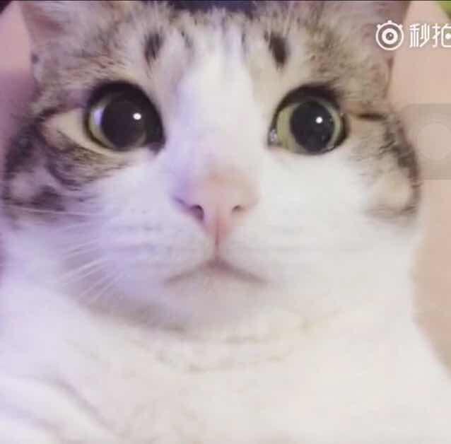 我有一叽喵