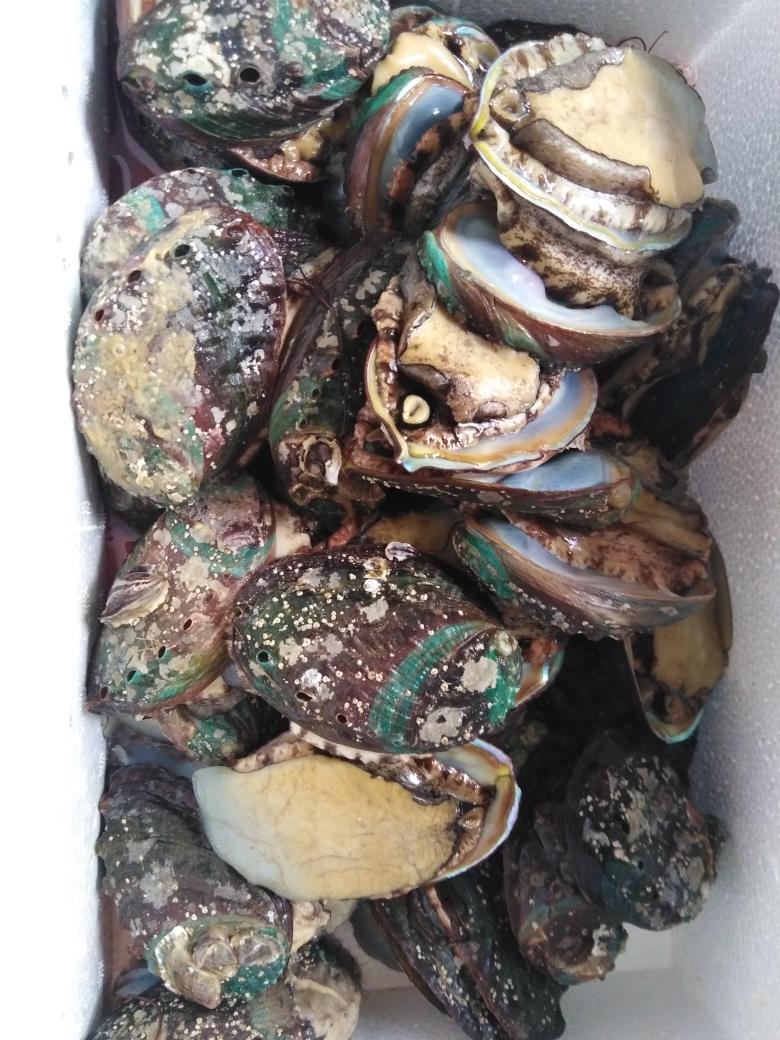 鲍鱼粥（含鲍鱼处理）