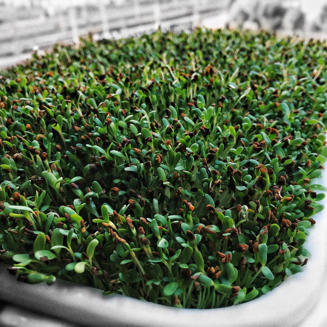 魔铃做的苜蓿芽---自己在家发有机芽菜