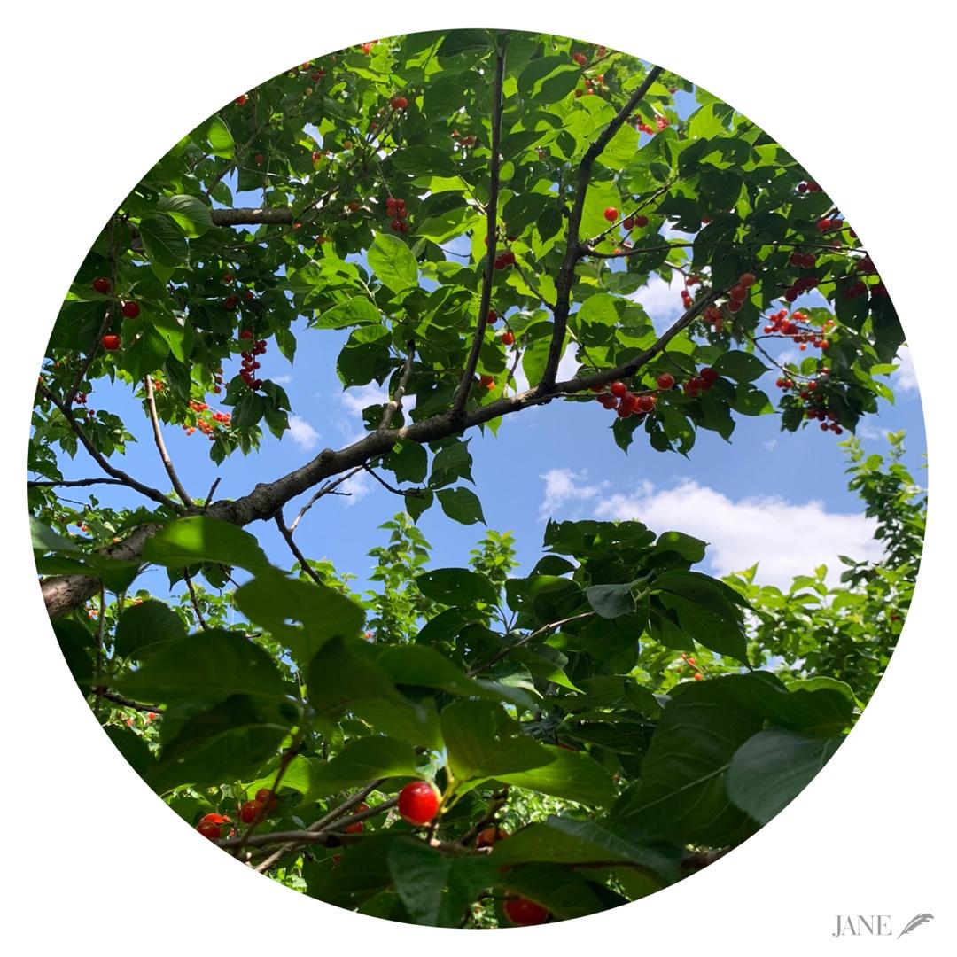 🍒糖渍樱桃🥫