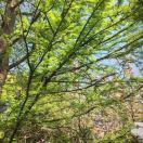 不会游泳的小金鱼