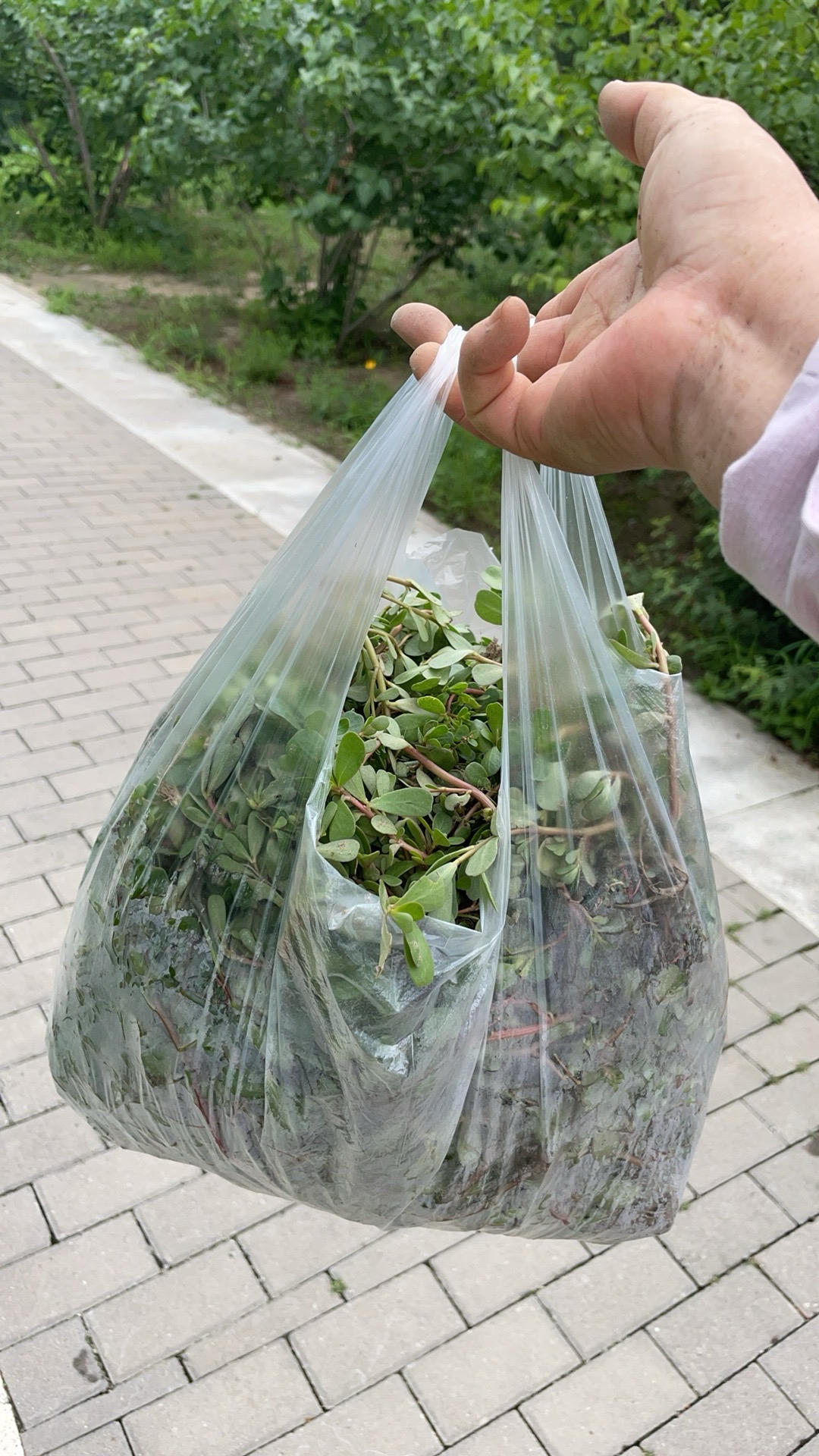 又搞了一个山的马齿苋，刮油高手