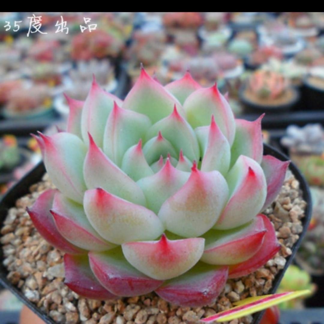 崇尚自然断舍离