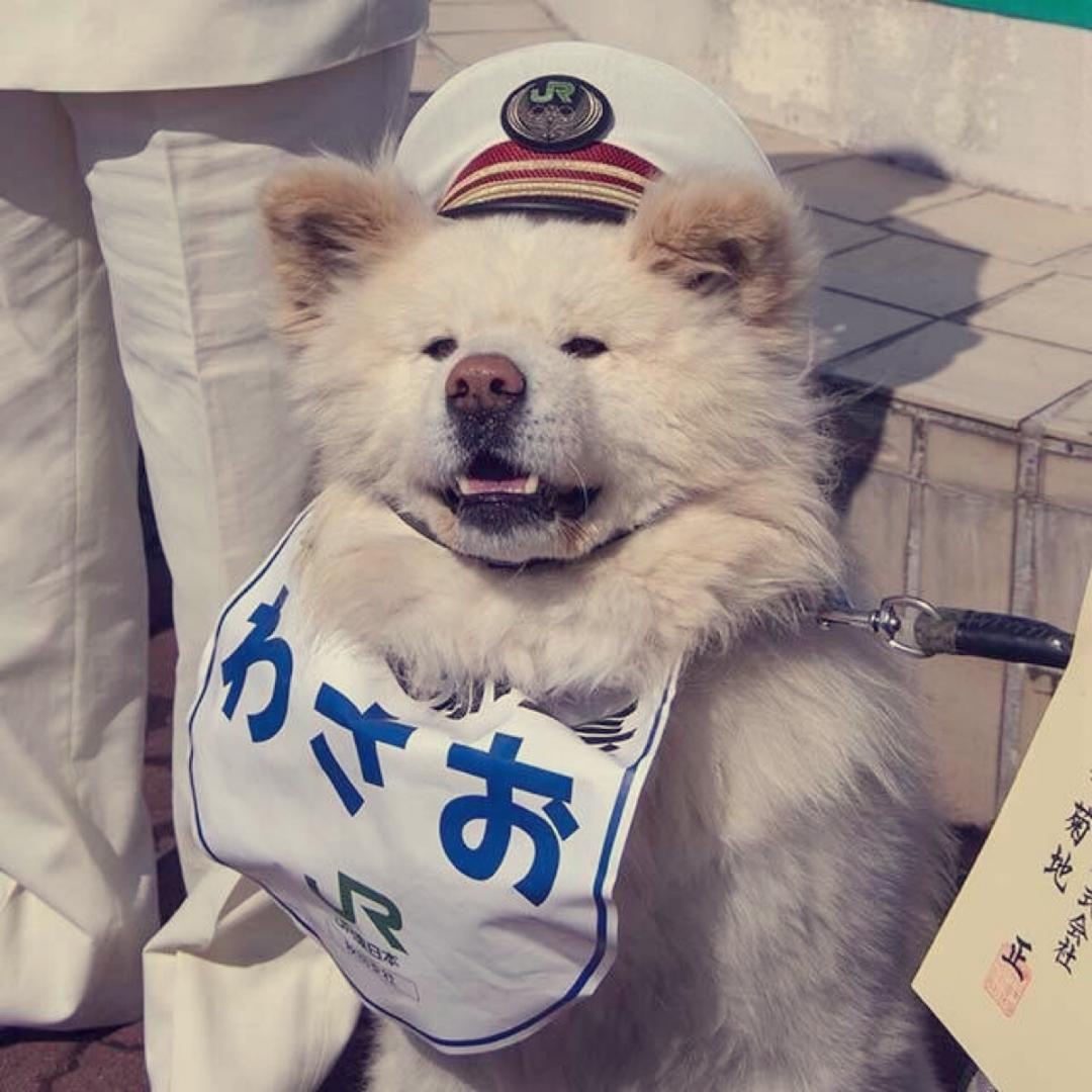 限定白熊