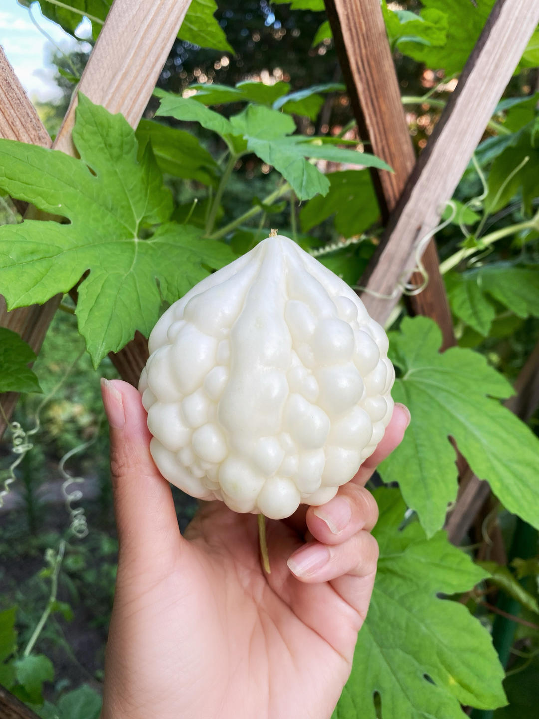 我的小菜园