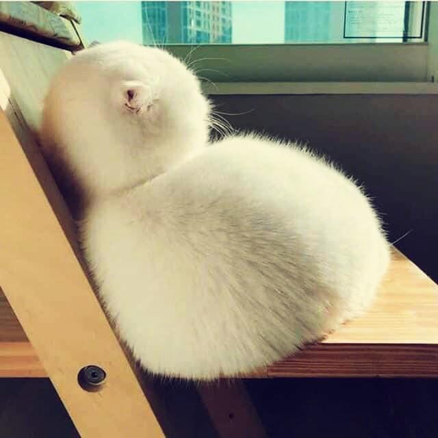 西卡爱做饭