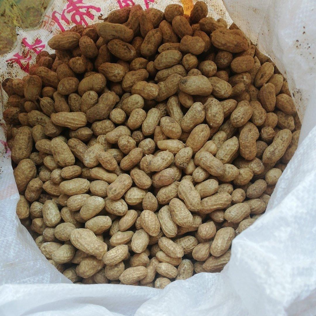 黄芪西洋参炖白鸽