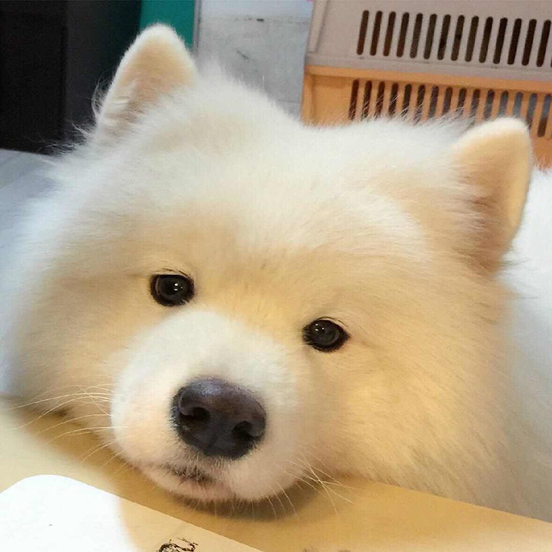 橙子的美好生活