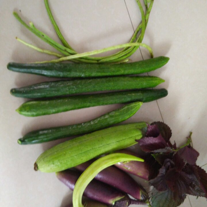 我的菜地，我的菜
