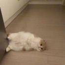 手机用户7773_m9ai