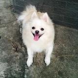 饭团肥DUDU