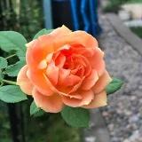 翩翩飞蝶