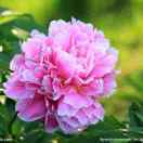 人生如梦爱做饭