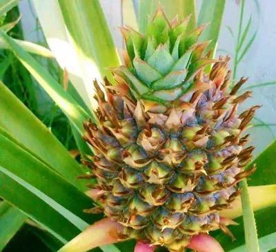买菠萝时，顶花千万要拿回来~教你用它种出大菠萝~的做法
