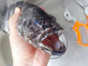 干烧龙胆石斑鱼的做法 步骤2