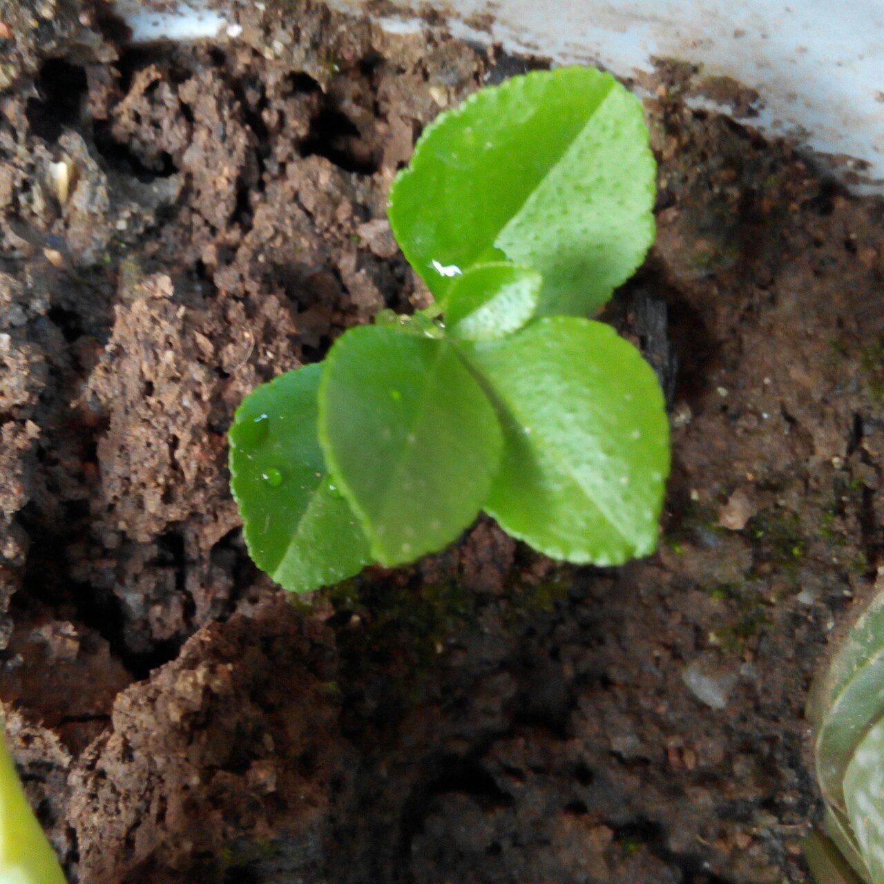 花花草草的世界