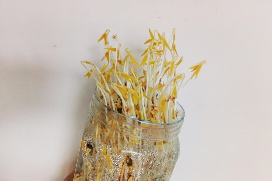 自发豆芽（可乐瓶发豆芽0失败！）