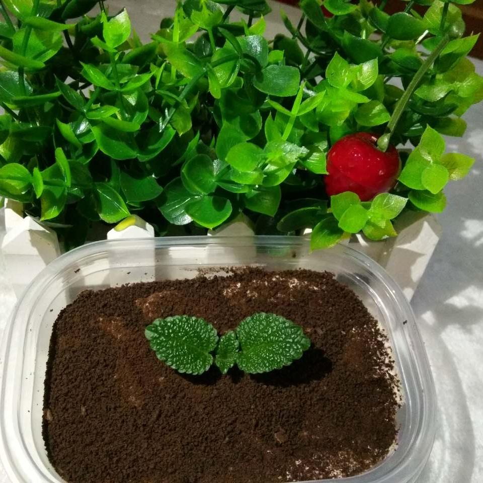奥利奥水果蛋糕盒子