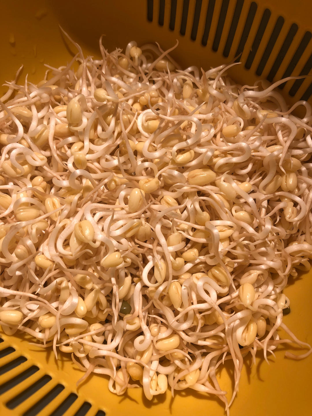 好吃又好玩 牛奶盒发豆芽