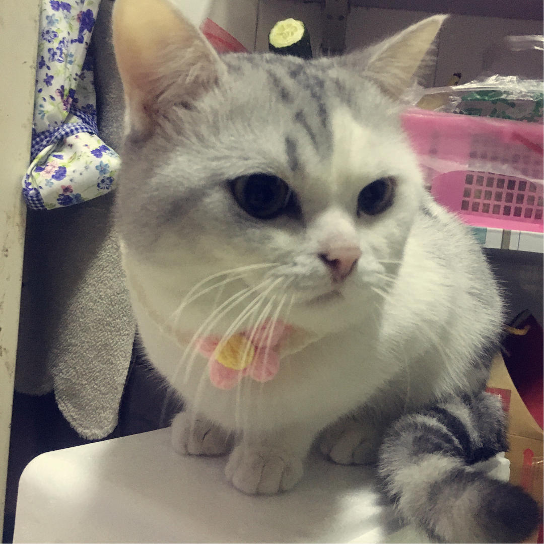 开心and三小只_