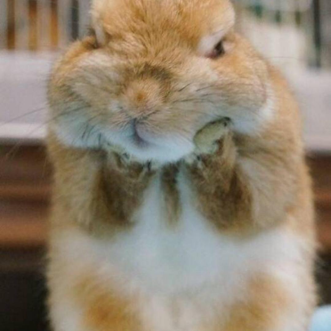 兔子不想烧厨房