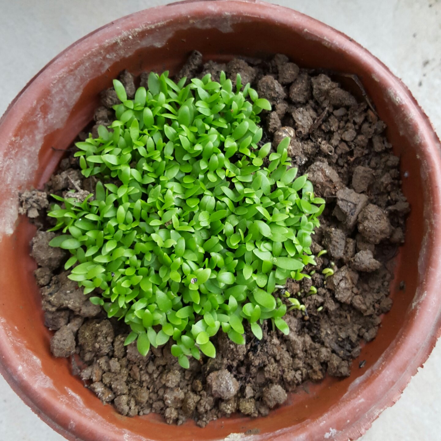 火龙果盆栽可行性报告