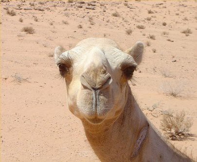 骆驼脸