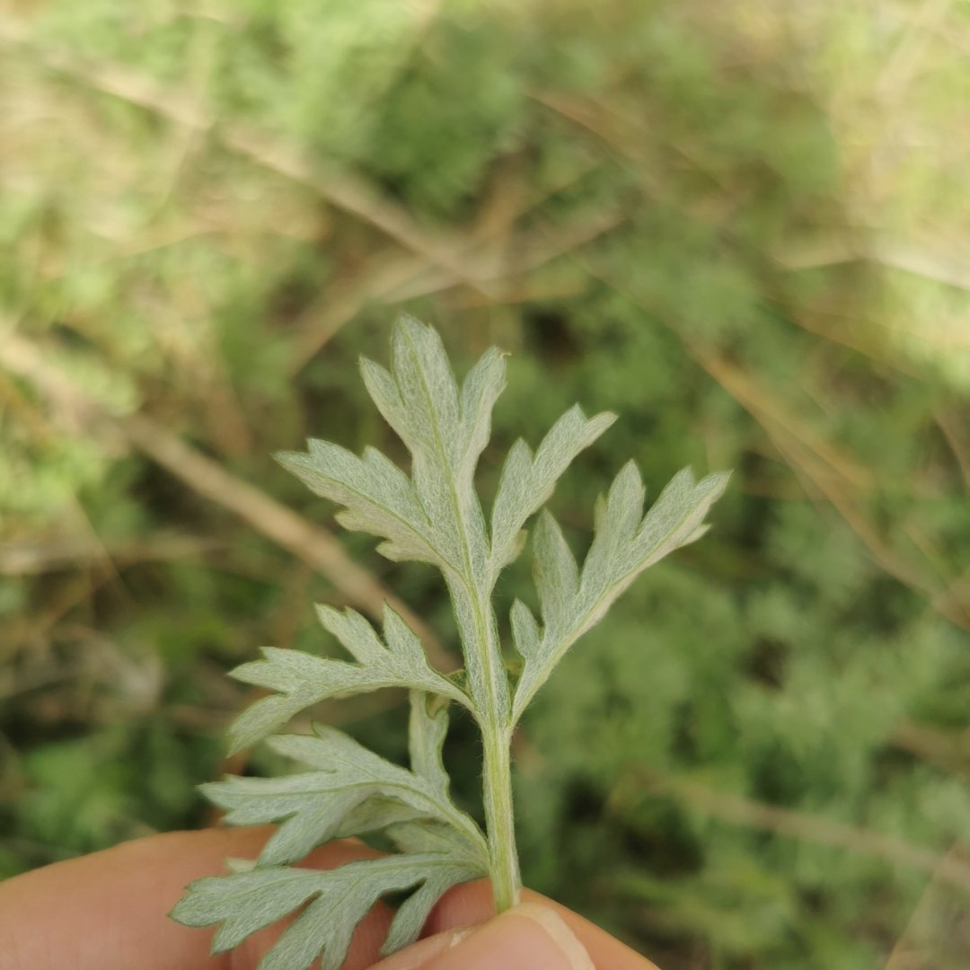 新鲜艾草处理