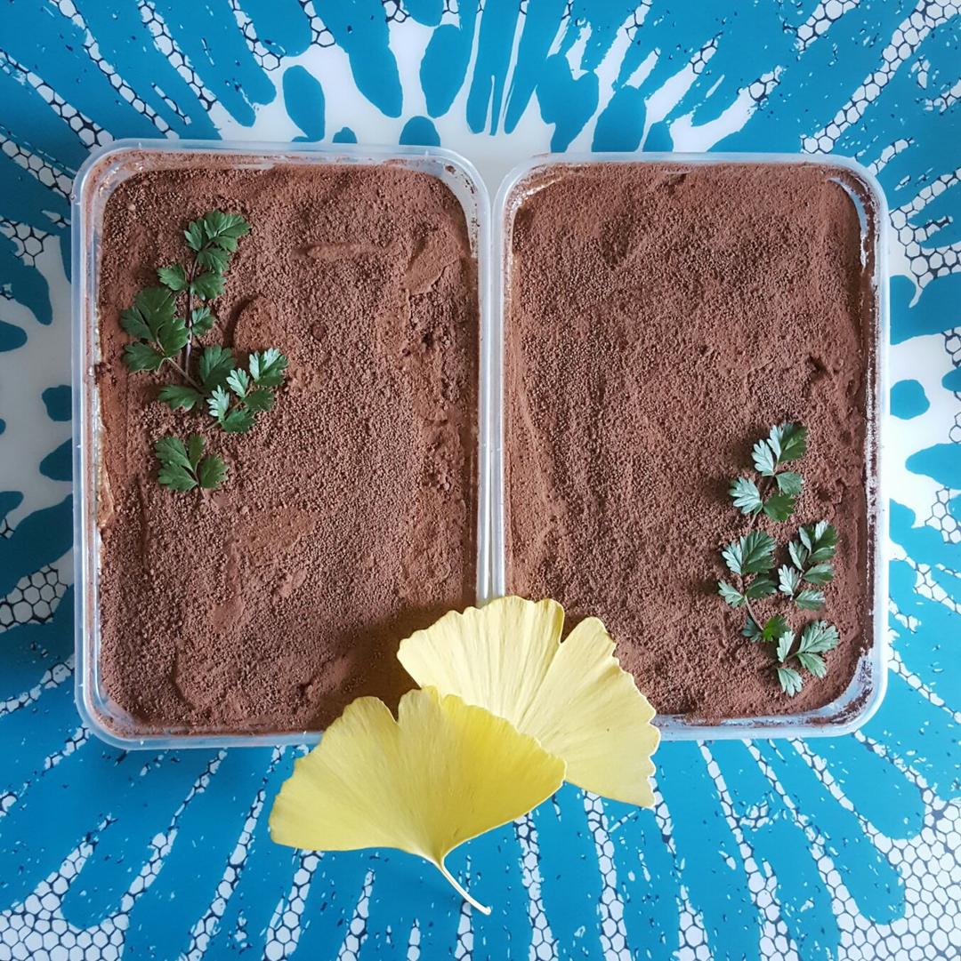 《Tinrry+》提拉米苏