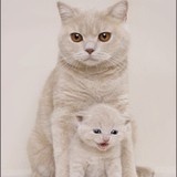 金软软其实很坚挺