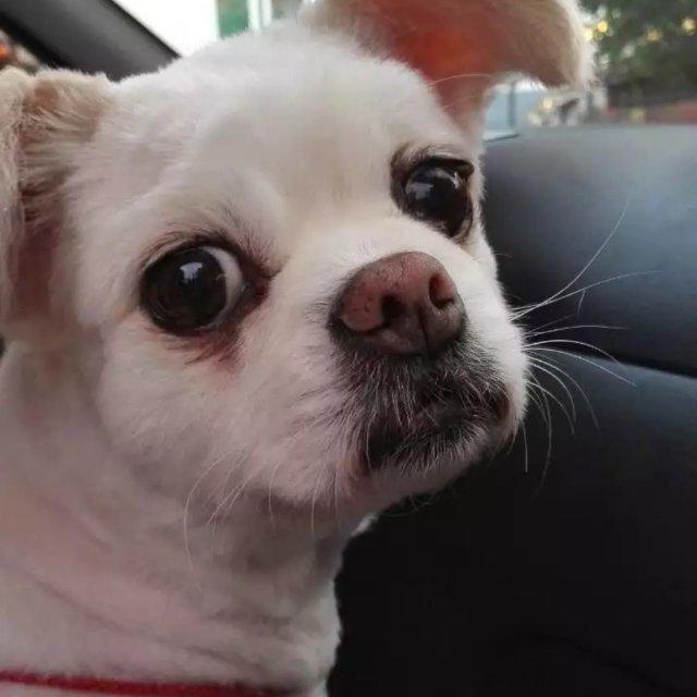 玫雨点点和小猪猪