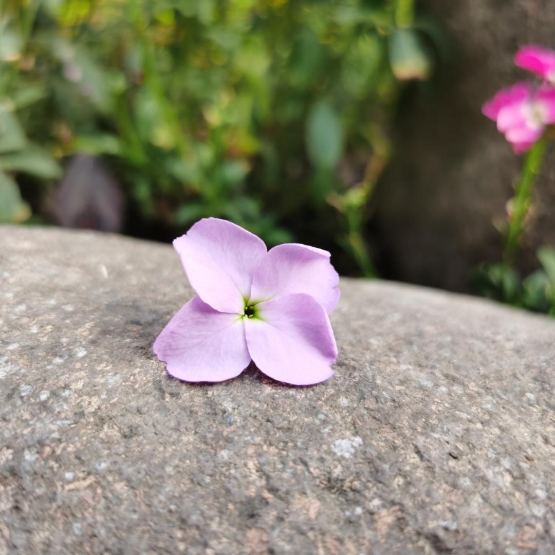 Feng大爷的小妮子