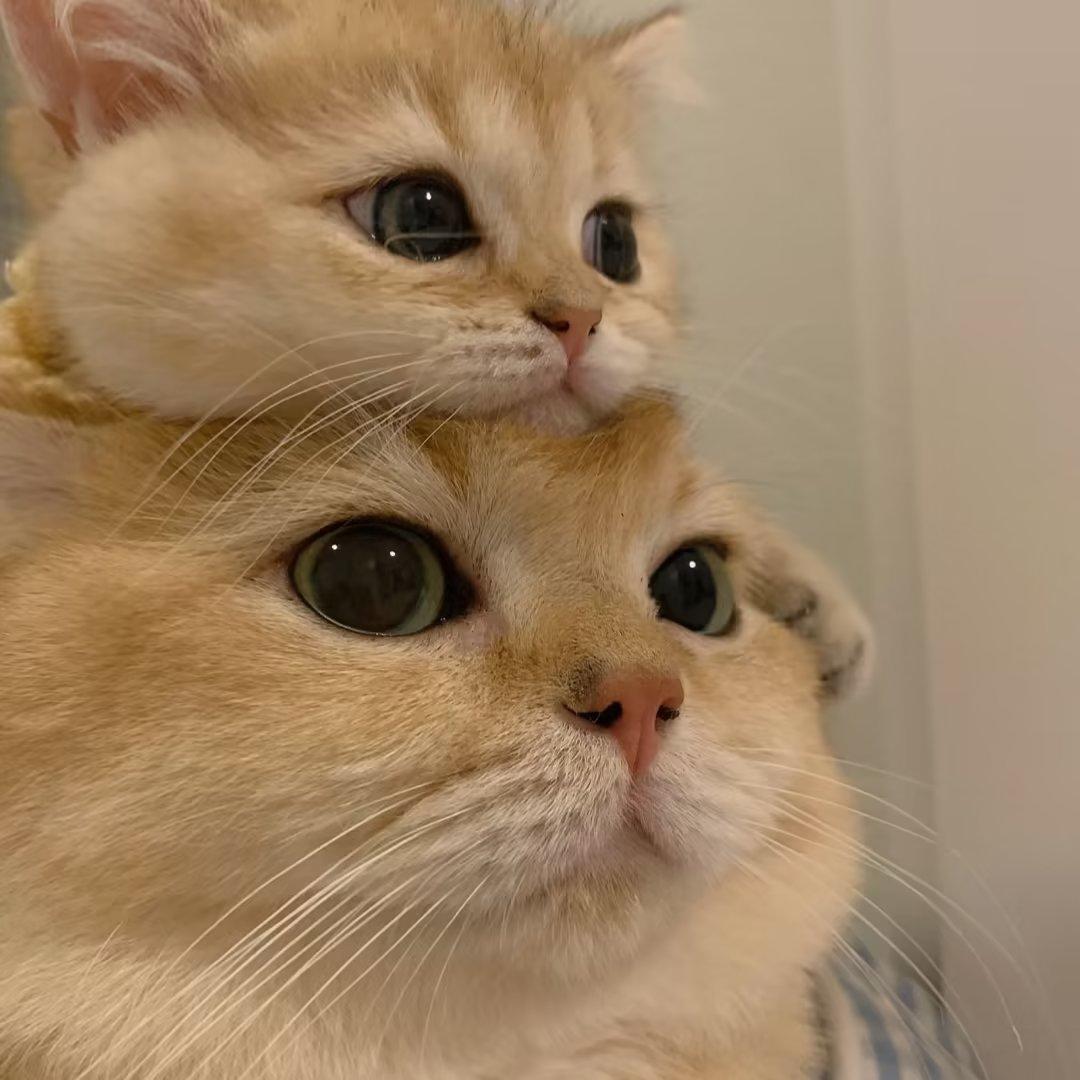 展昭是只猫