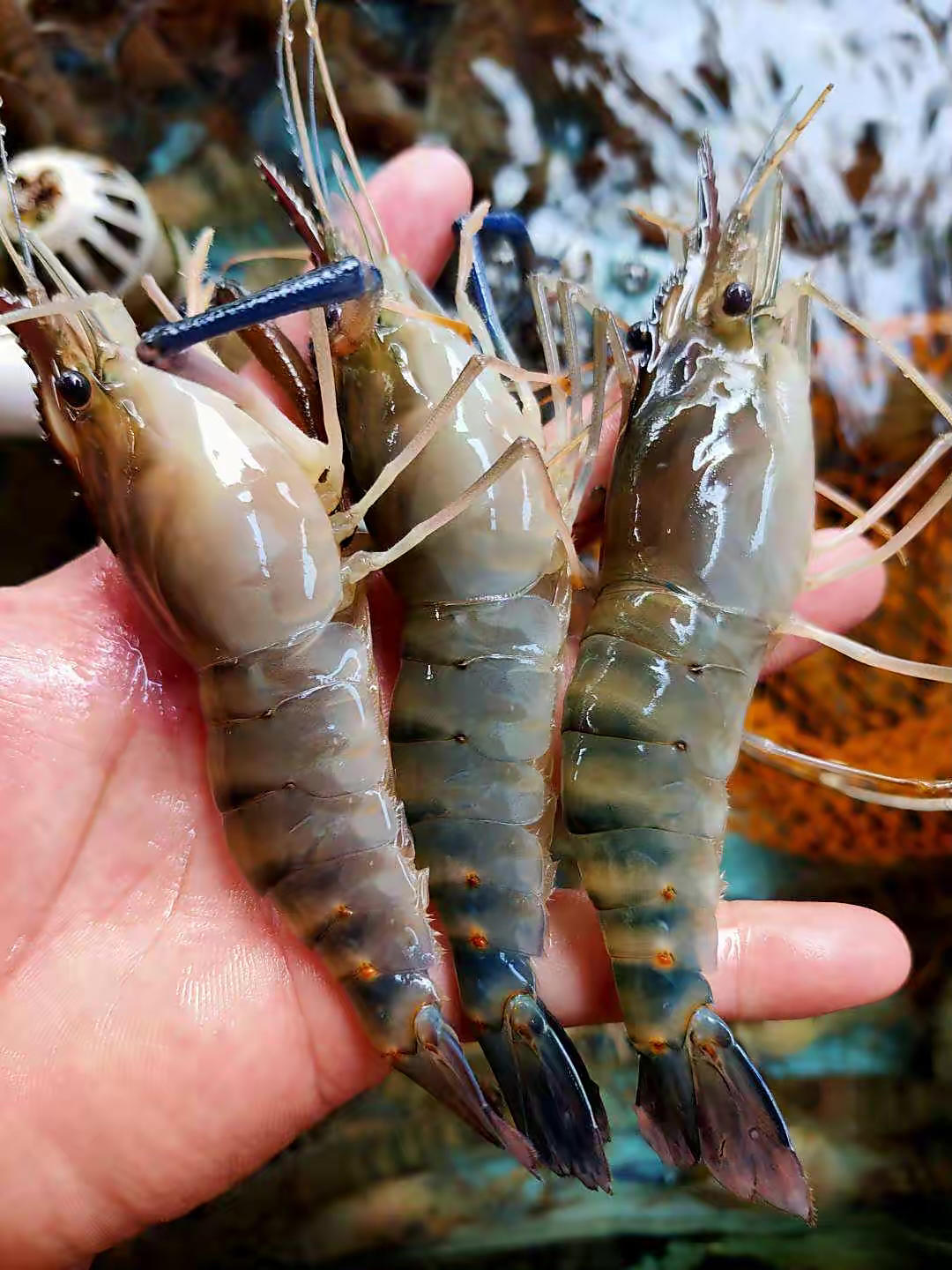 花雕醉虾