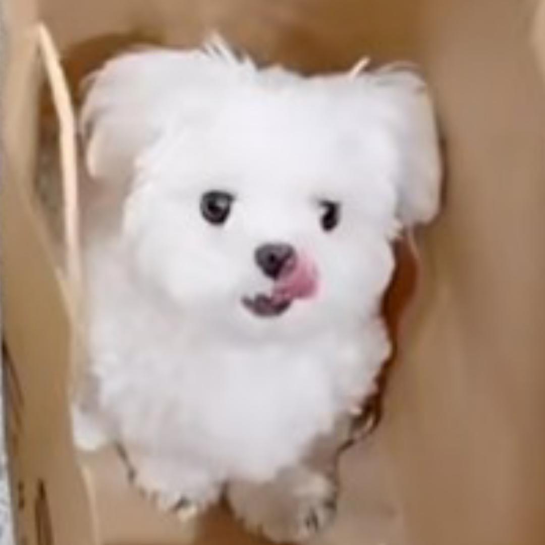 呆肆ki