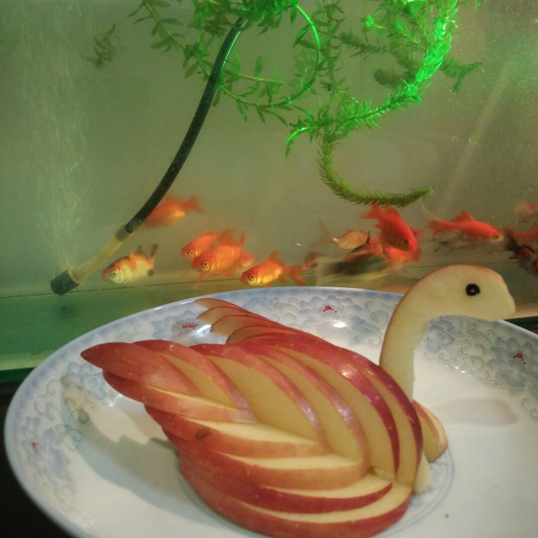 苹果天鹅