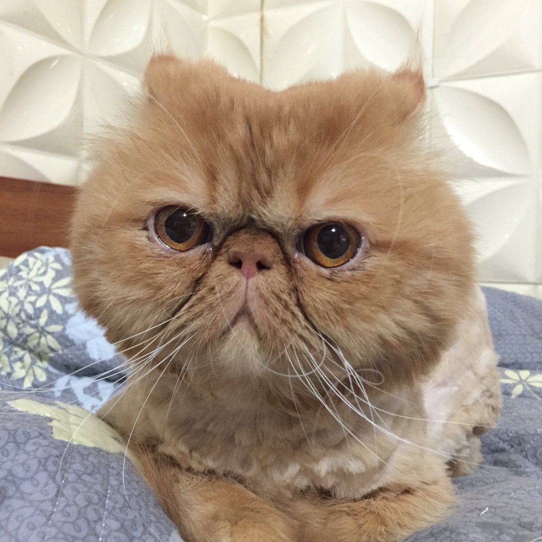 馋嘴猫（自制天然猫粮）