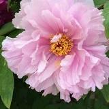 茫然13
