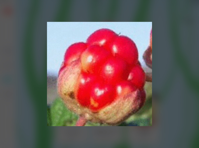 北极云莓