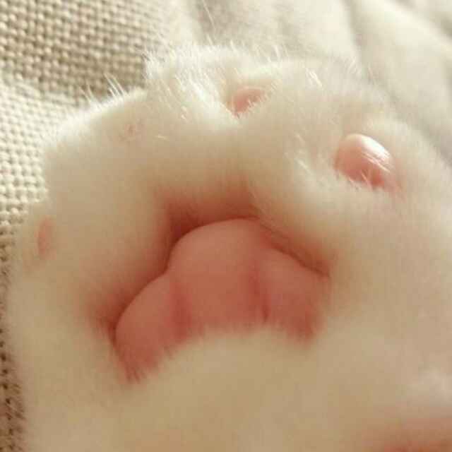 与咖喱酱的幸福生活