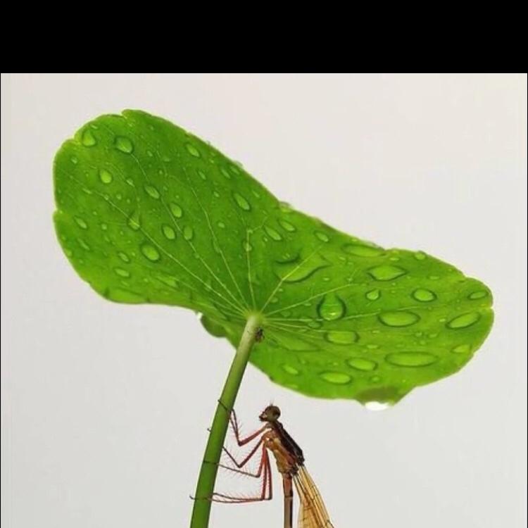 冰点人