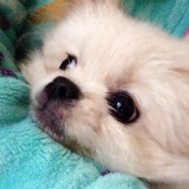 _吃货巨蟹妹