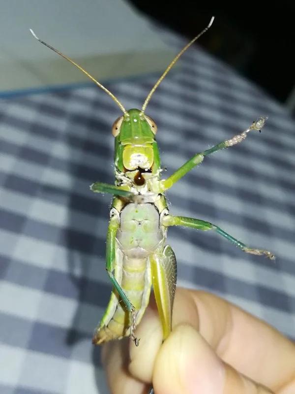 高压锅版西红柿炖牛腩